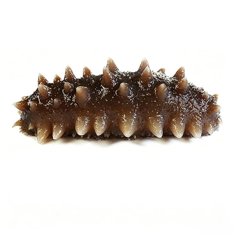 Ready to Eat Sea Cucumber 500g Individually Packed Frozen Liaoning Style Sea Cucumber - Image 5