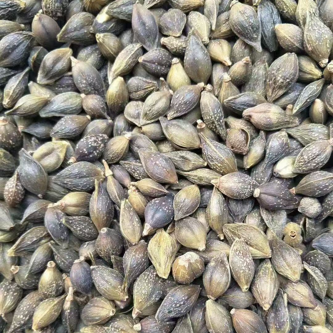 Dried Forsythia Fruit Lian Qiao Qing Qiao Whole Clean 500g - Image 3
