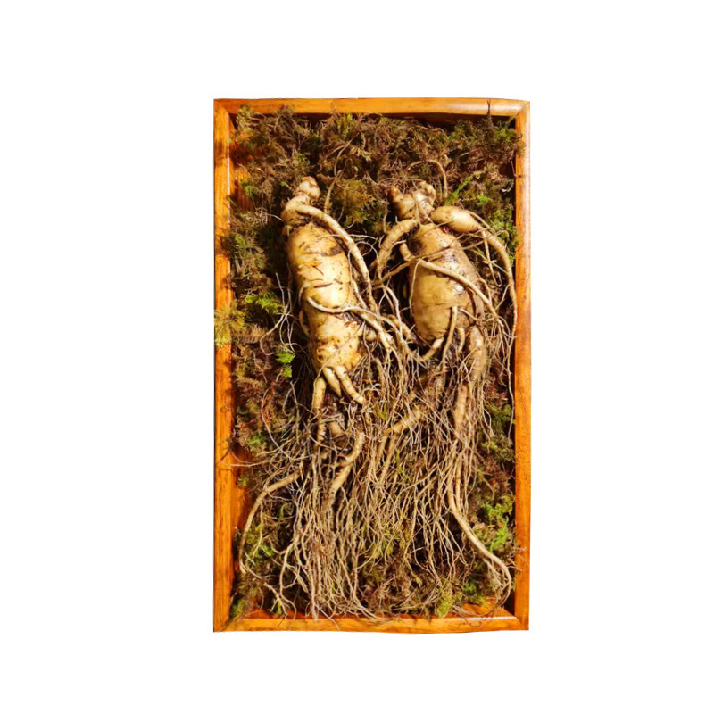 Fresh Ginseng Root with Soil Changbai Mountain Whole Root 500g Northeast Specialty - Image 5