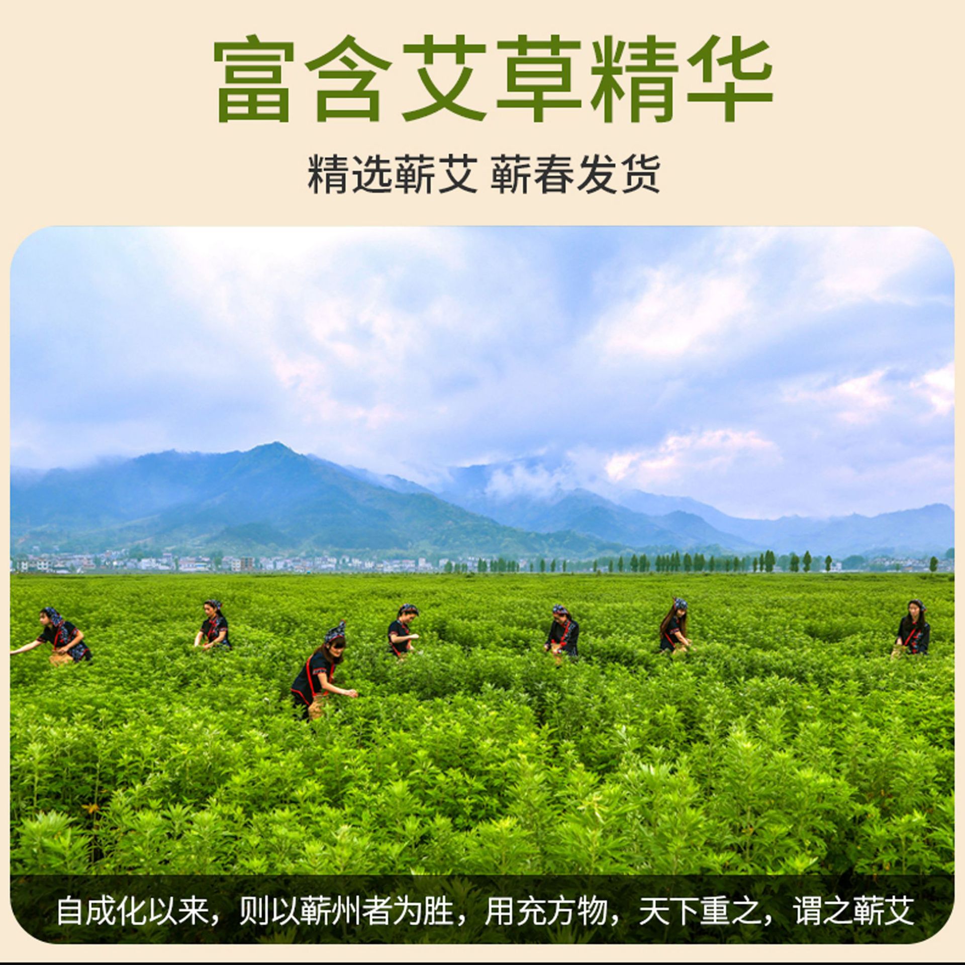 Premium Three Year Aged Qiai Mugwort Moxa Rolls for Moxibustion 8cm x 20cm - Image 4