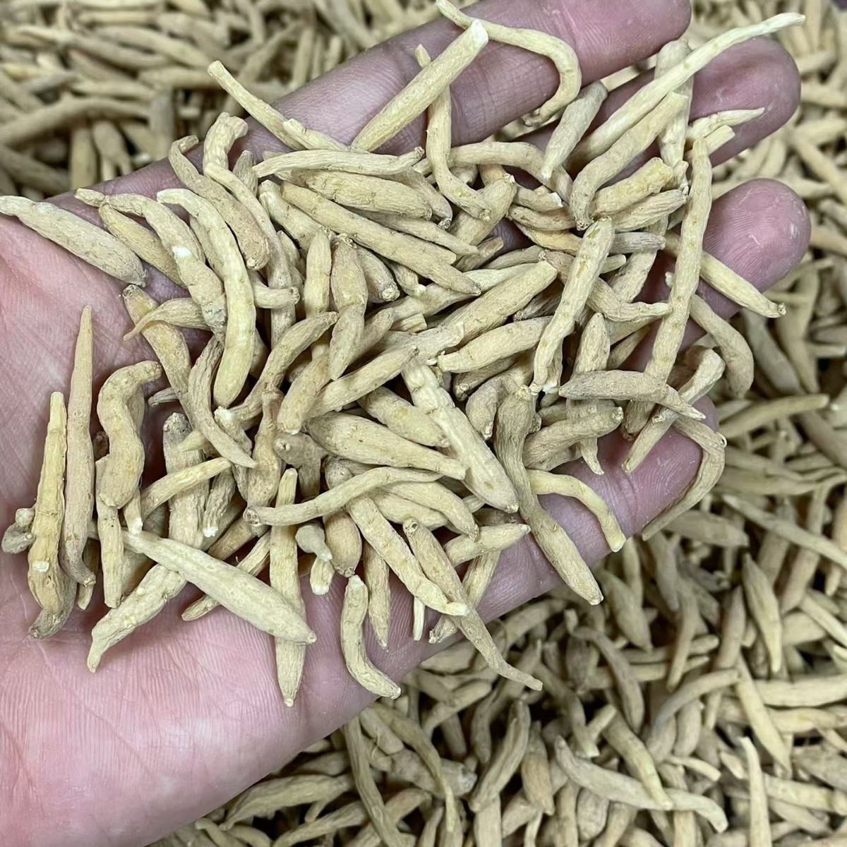 Dried Tai Zi Shen Root Slices Bulk 250g孩儿参 Large Grade Fujian Origin - Image 3