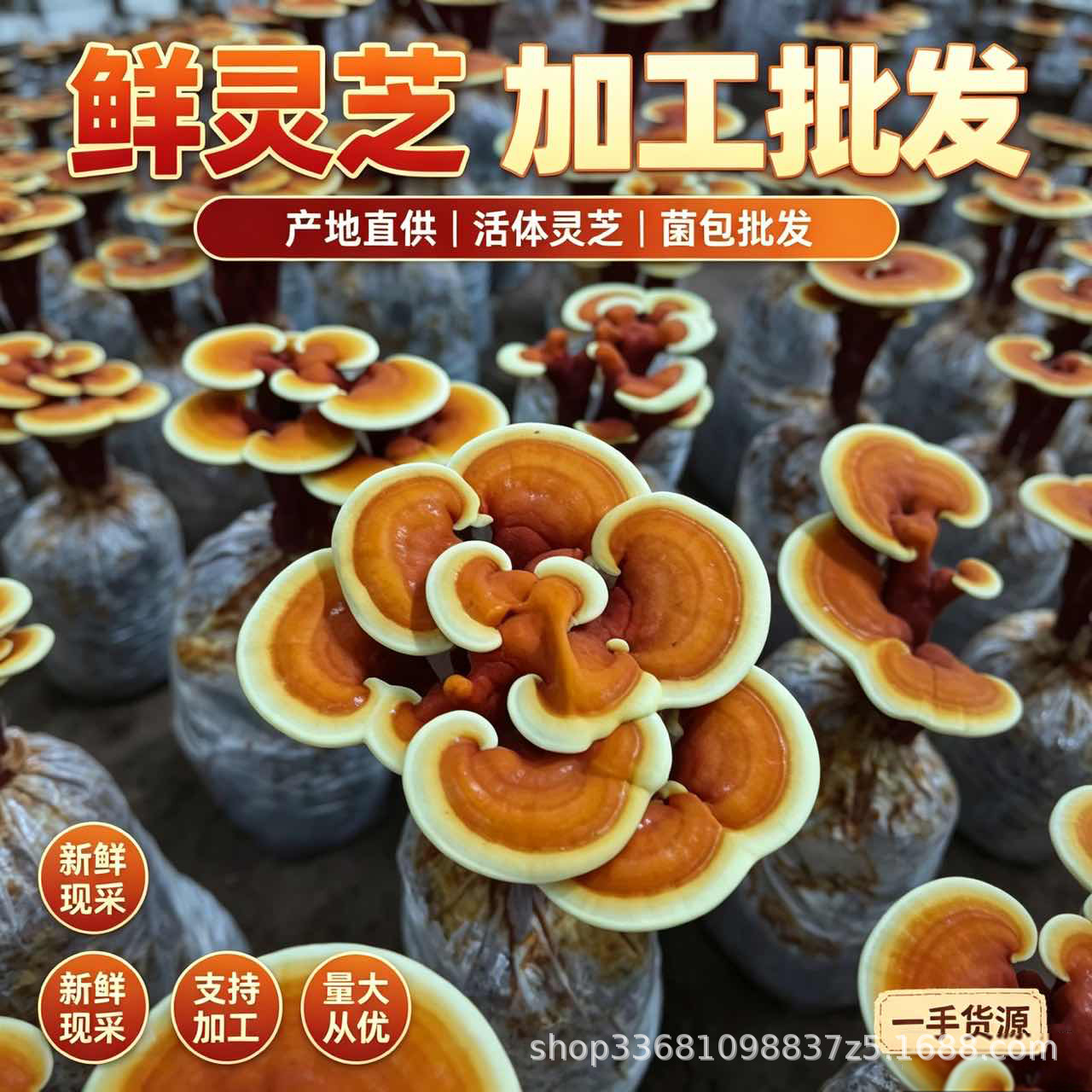 Dried Reishi Mushroom Slices Ling Zhi Herbal Tea Traditional Wellness 50g - Image 3