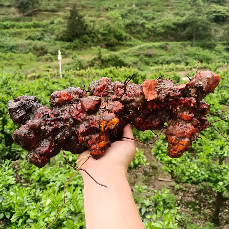 Wild Jin Gang Teng Smilax Root 金刚藤 Dried Herbal Root for Wine Infusion and Tea 2500g - Image 3