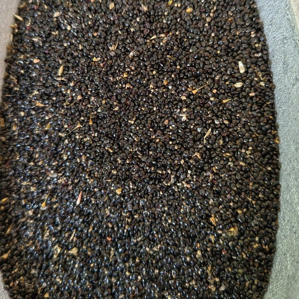 Qing Xiang Zi (Celosia argentea) — Dried Food-Herb Seeds, 500g - Image 3