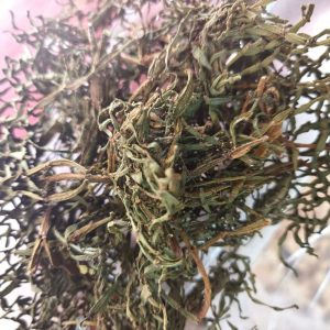 Pang Xie Jiao (Viscum articulatum) — Wild Yunnan Ancient-Tree Herbal Tea Twig, 100g