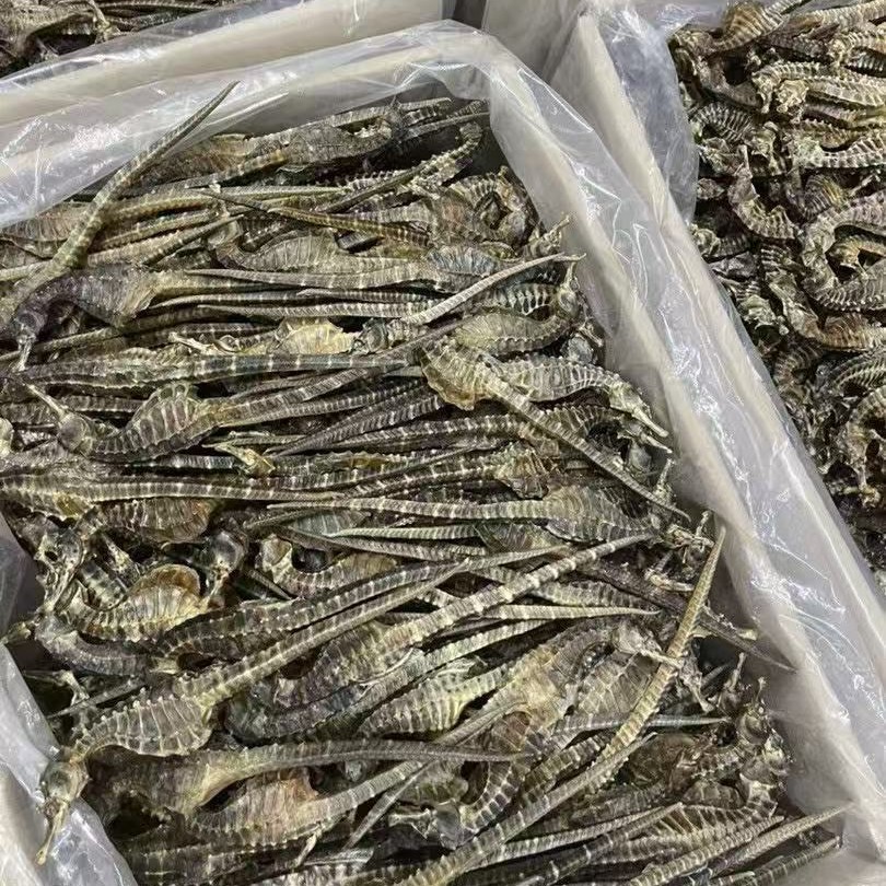Dried Seahorse for Soup and Wine Soaking Traditional Chinese Tonic 0.5-5g Sizes - Image 4