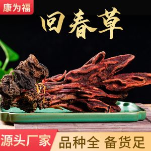 Hui Chun Cao (Boschniakia rossica) — Dried Whole Herb, Food-Herb Botanical for Tea & Wine Soaks