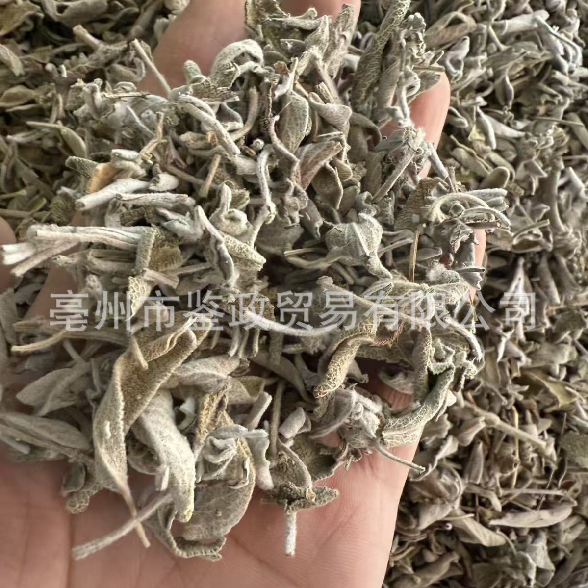 Dried Sage Leaves 500g Salvia officinalis Culinary Herb for Western Cooking and Herbal Tea - Image 3