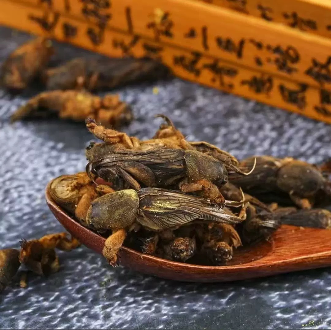 Lou Gu Dried (Gryllotalpa orientalis) — Whole Dried Mole Cricket, Traditional Herbal Material 500g - Image 2