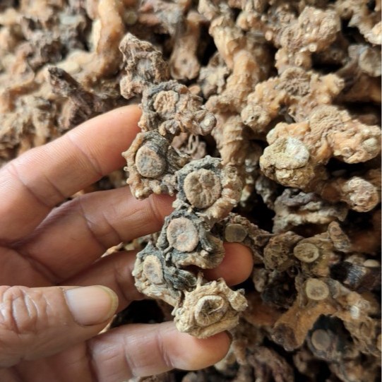 Dried Huangjing Polygonatum Root 500g Guizhou Mountain Herb for Wine Infusion and Cooking - Image 2
