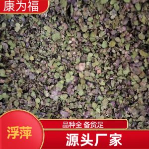 Fu Ping (Spirodela polyrhiza) — Dried Duckweed Herb, Purple-Back Water Floating Weed