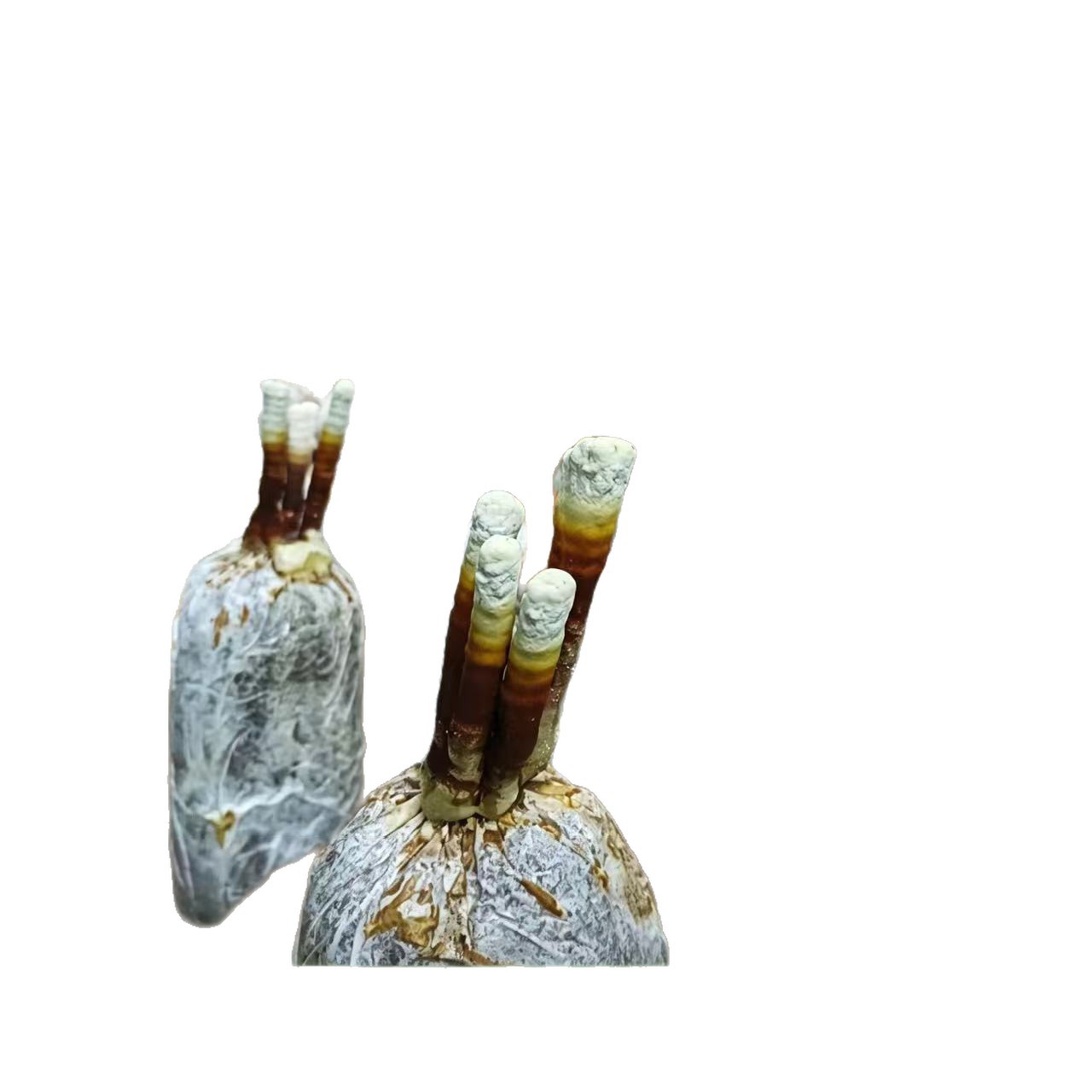 Live Reishi Mushroom Flower Grow Kit Edible Ornamental Lingzhi Cultivation Bag - Image 5