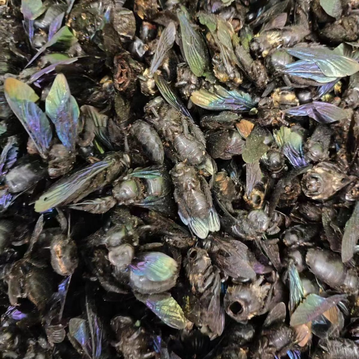 Zhu Feng (Bamboo Bee) — Dried Traditional Chinese Medicinal Insect, Sun-Dried Whole Body - Image 4
