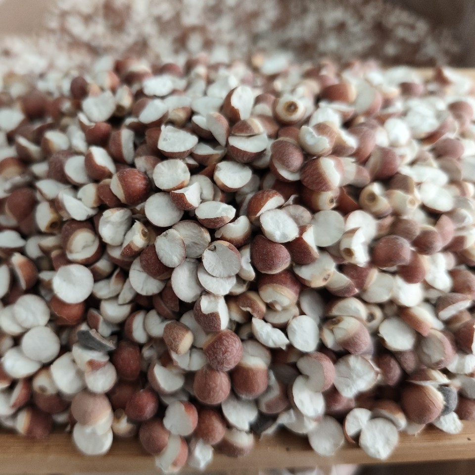 Dried Euryale Seed Qian Shi 芡实 Whole Round Kernels 10mm Grade 1 Herbal Grain for Soup and Congee - Image 4