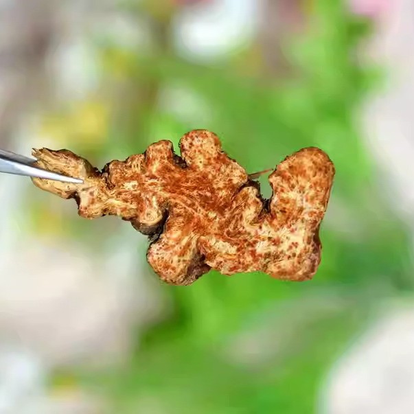 Cang Zhu Dried Atractylodes Rhizome Slices 1000g Traditional Chinese Herb for Decoctions and Teas - Image 2
