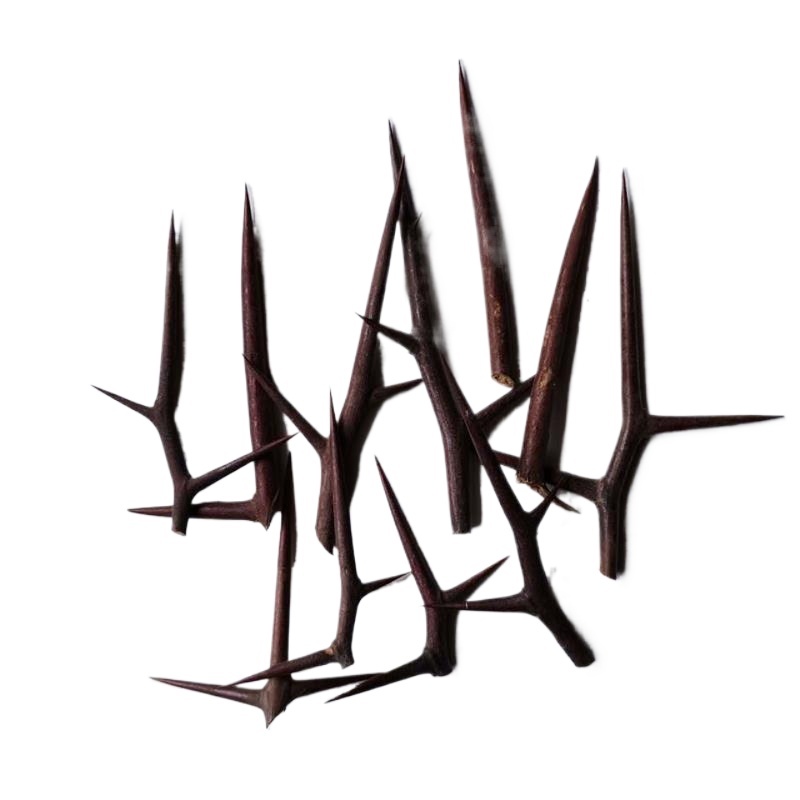 Dried Gleditsia Thorn Slices Zao Jiao Ci 500g Traditional Chinese Herbal Decoction Pieces - Image 4