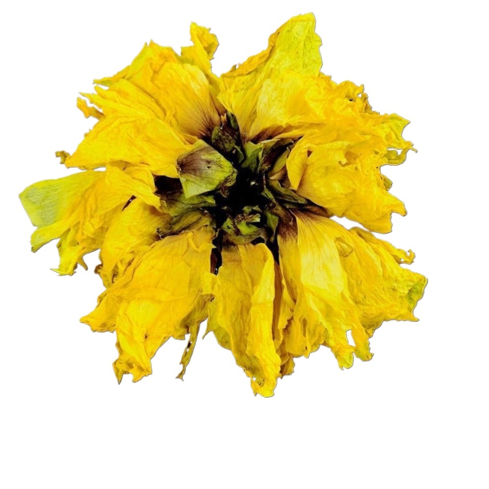 Abelmoschus Flower Huang Shu Kui Hua Dried Herbal Tea 500g Sulfur-Free Dried Blooms for Daily Infusion - Image 2