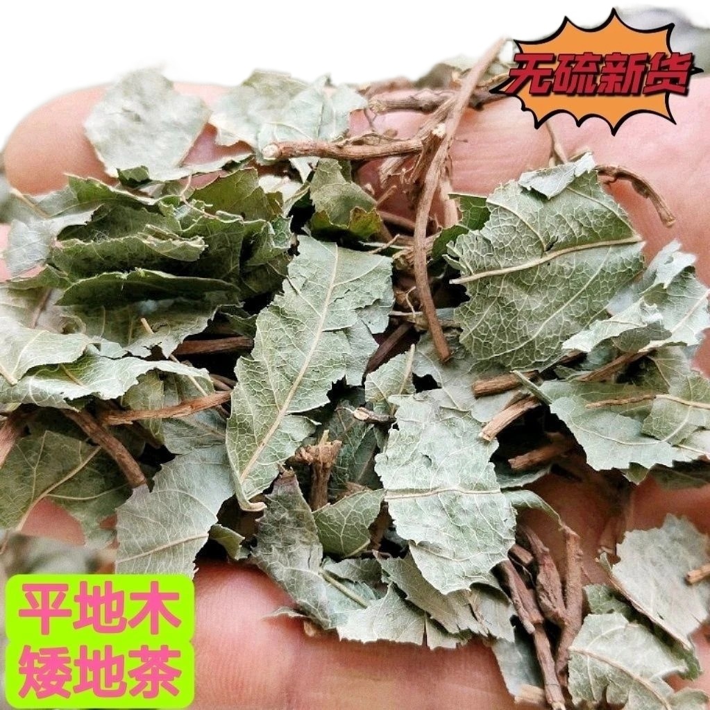 Ai Di Cha Dried Herb 1000g Ardisia japonica Whole Herb for Traditional Decoctions - Image 3