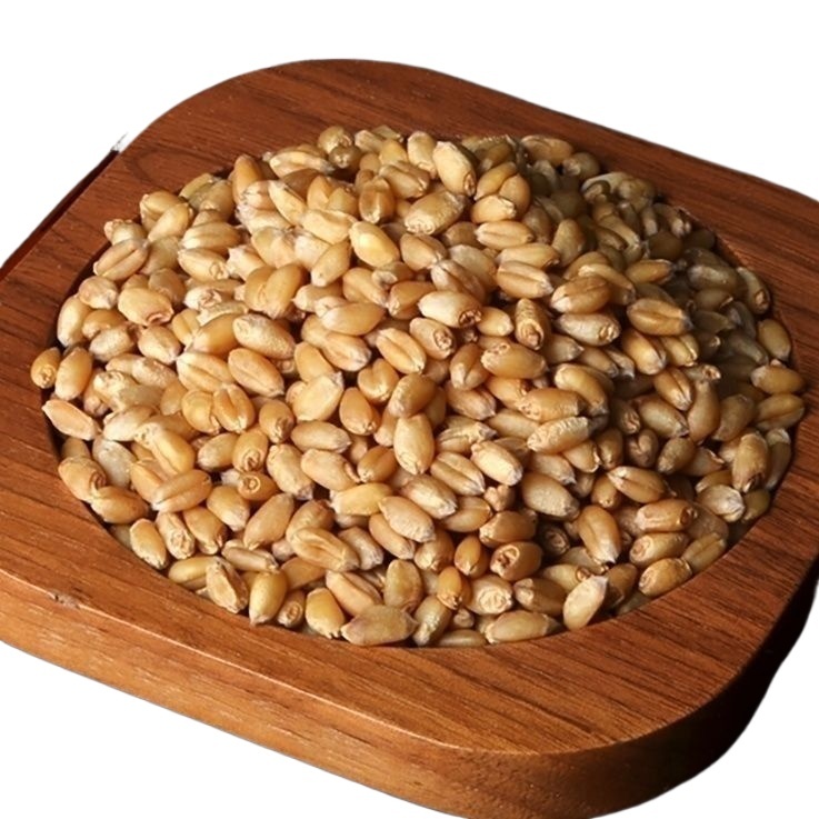 Huai Wheat Grain 500g Huai Xiao Mai Triticum aestivum Dried Chinese Herb for Decoction and Culinary Use - Image 4