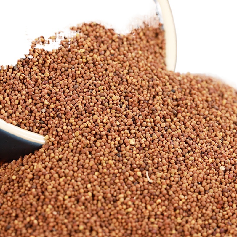Dried Dodder Seed Tu Si Zi 500g Whole Chinese Herbal Seeds for Tea and Decoction Use - Image 3