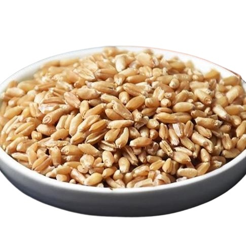 Huai Wheat Grain 500g Huai Xiao Mai Triticum aestivum Dried Chinese Herb for Decoction and Culinary Use - Image 2