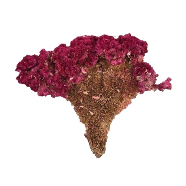 Dried Cockscomb Flower Ji Guan Hua Celosia Cristata Cut Herbal Tea Ingredient 1000g - Image 5