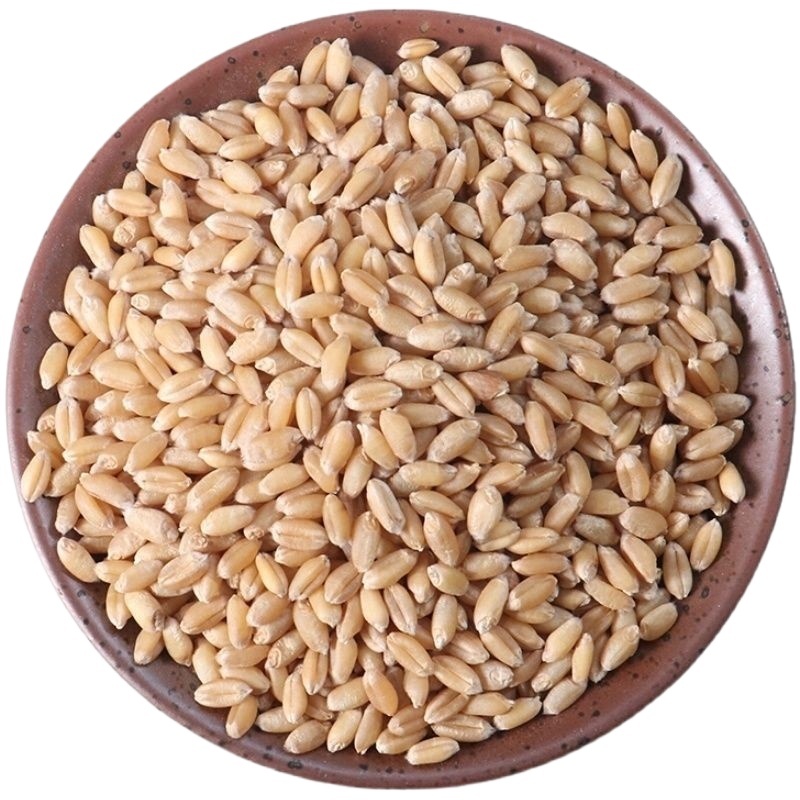 Huai Wheat Grain 500g Huai Xiao Mai Triticum aestivum Dried Chinese Herb for Decoction and Culinary Use - Image 5