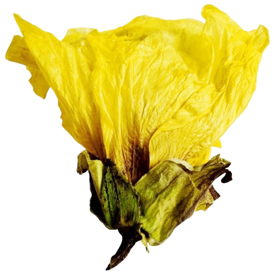 Abelmoschus Flower Huang Shu Kui Hua Dried Herbal Tea 500g Sulfur-Free Dried Blooms for Daily Infusion - Image 3