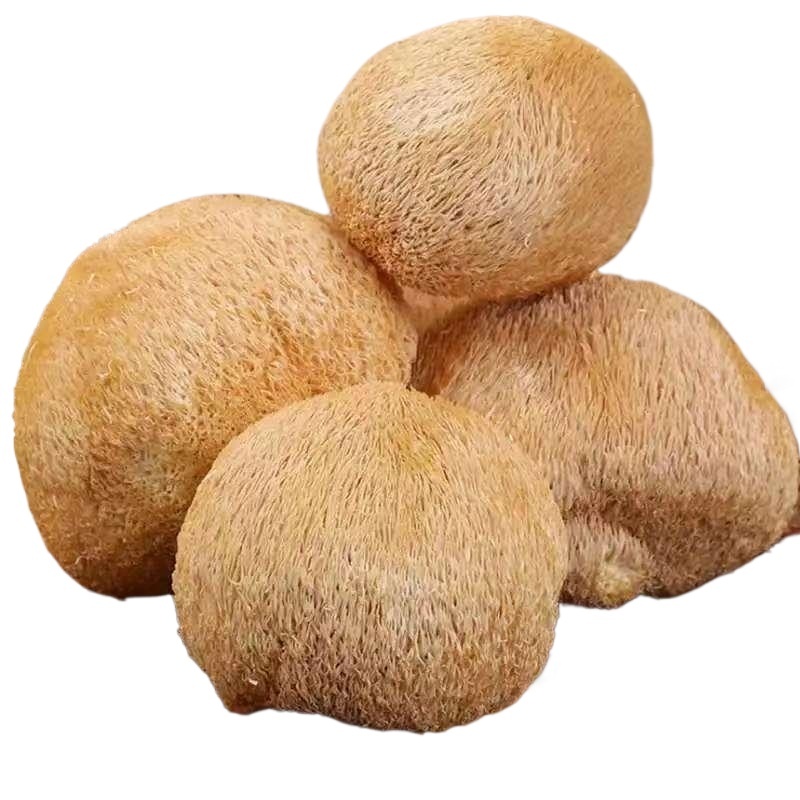Dried Lion's Mane Mushroom Hou Tou Gu Hericium erinaceus Whole Dried Culinary Mushroom 100g - Image 4