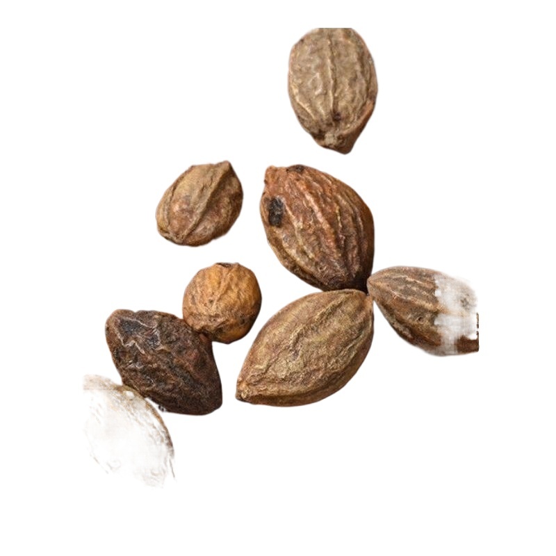 Chebula Fruit He Zi 500g Dried Terminalia Chebula Slices Traditional Chinese Herb for Decoction and Tea - Image 2