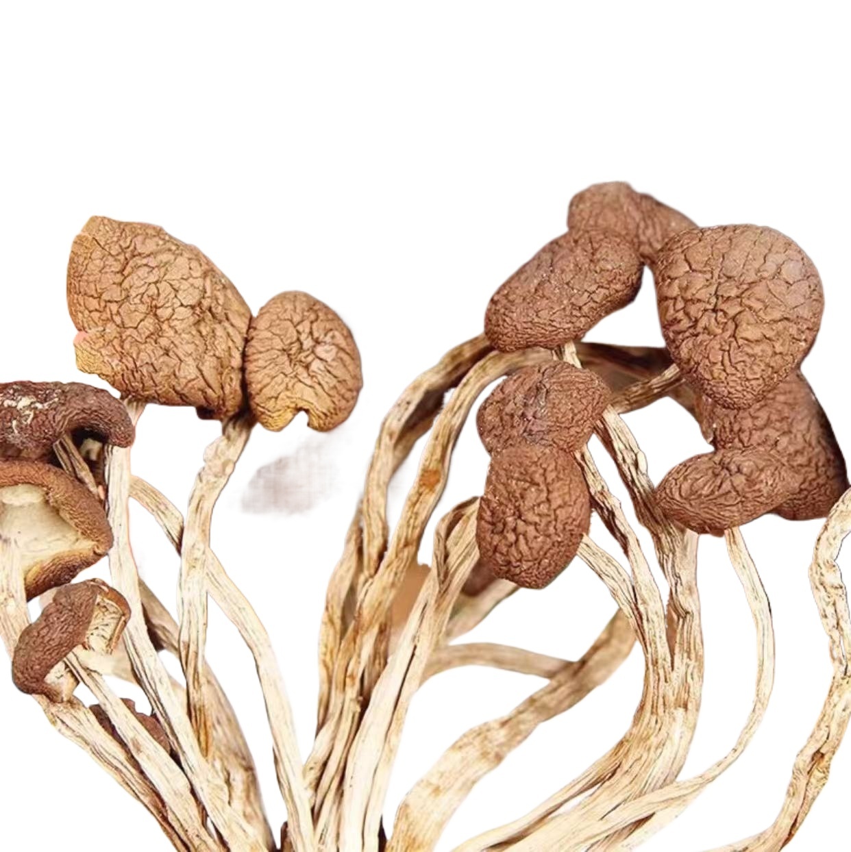 Dried Tea Tree Mushroom Cha Shu Gu Agrocybe cylindracea Sun-Dried Culinary Mushrooms for Soups and Stir-Fries 100g - Image 4