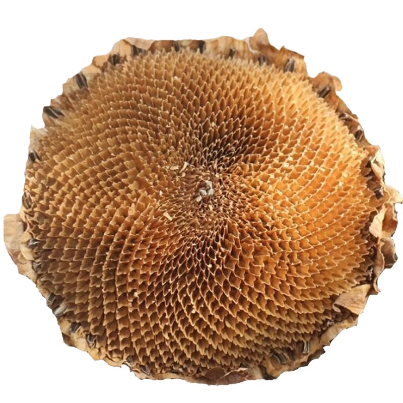 Dried Sunflower Flower Disc Kui Hua Pan 100g Sliced Herbal Material for Decoction and Tea - Image 5